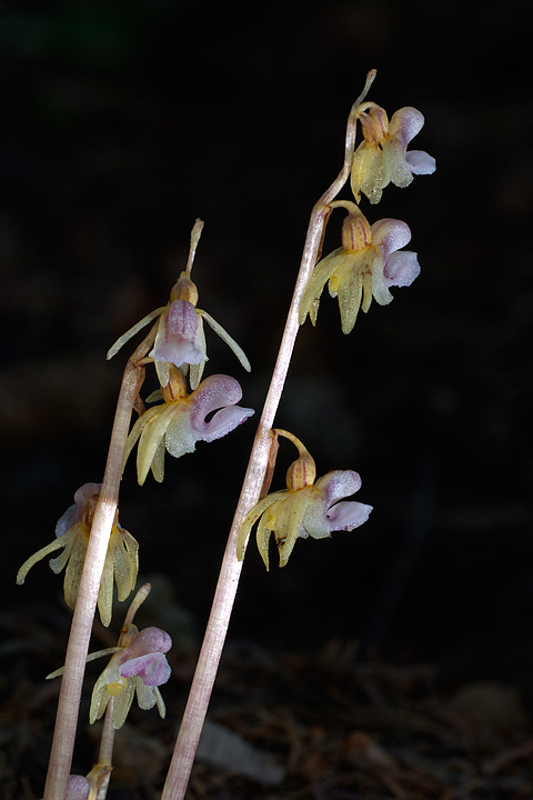 Epipogium aphyllum